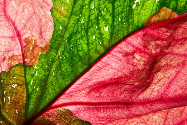 Caladium Bicolor Leaf Queen Leafy Plants Caladium Bicolor Foliage Background — Stock Photo, Image