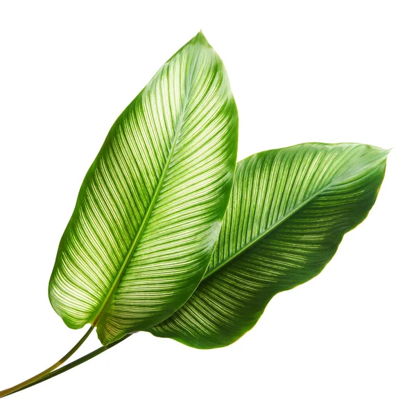 Pin Stripe Calathea 热带叶在白色背景上被隔离 有剪枝路径 — 图库照片
