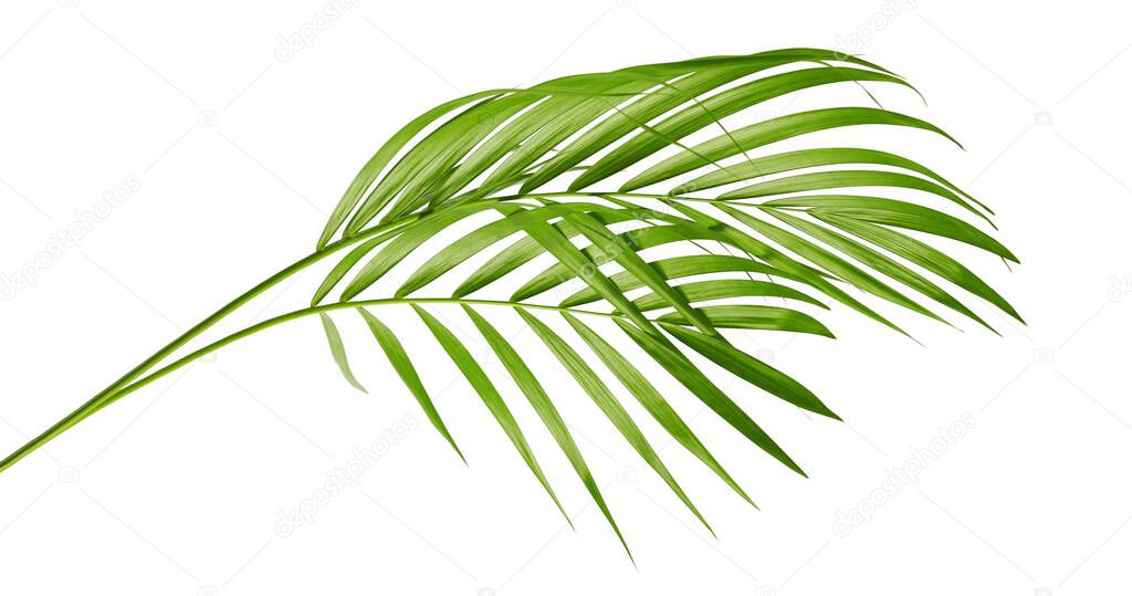 Yellow palm leaves (Dypsis lutescens) or Golden cane palm, Areca palm leaves, Tropical foliage isolated on white background with clipping path