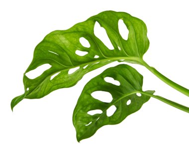 Monstera obqua yaprakları, tropikal yapraklar beyaz arka planda izole edilmiş, kırpma yolu ile 