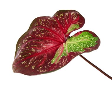 Caladium bicolor yaprağı ya da Yaprak Bitkileri Kraliçesi, beyaz arka planda izole edilmiş iki renkli yaprak, kırpma yolu