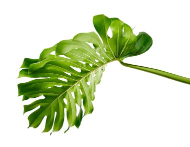 Monstera deliciosa yaprağı veya İsviçre peynir bitkisi, beyaz arka planda izole edilmiş, kırpma yolu ile