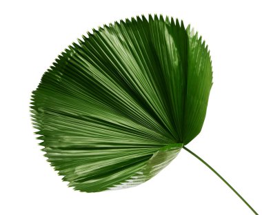 Licuala grandis ya da Ruffled Fan Palm yaprağı, büyük tropikal yapraklar, beyaz arka planda izole edilmiş, kırpma yolu ile