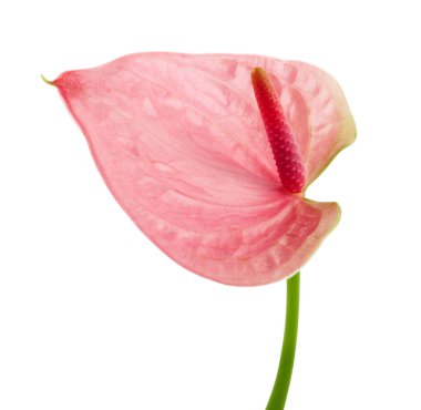 Flamingo çiçeği, Anthurium tatlı rüya çiçeği beyaz arka planda izole edilmiş, kırpma yolu ile 