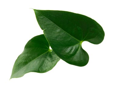 Şarbon yaprakları, beyaz arkaplanda izole edilmiş yeşil yaprak, kırpma yolu ile 