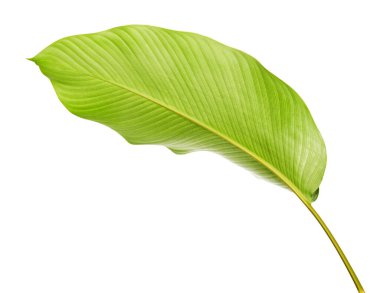 Calathea yaprağı, egzotik tropikal yaprak, büyük yeşil yaprak, kesme yolu ile beyaz arka planda izole