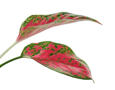 Aglaonema yaprağı, pembe aglaonema yaprakları, egzotik tropikal yaprak, kırpma yolu ile beyaz arka planda izole