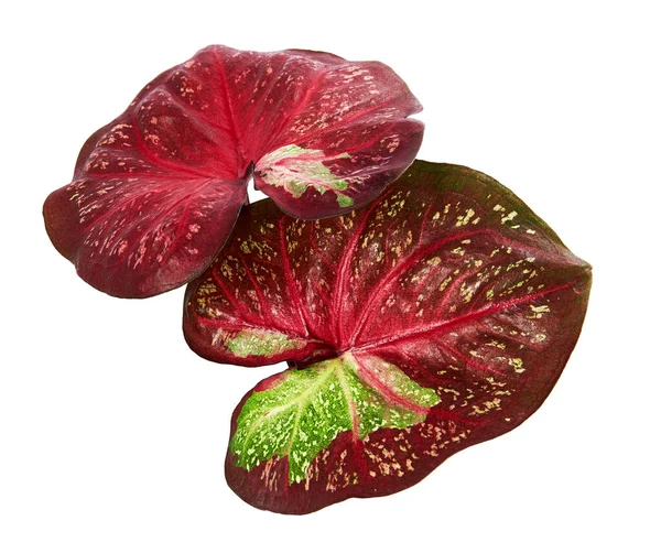 Dedaunan Caladium Bicolor Atau Queen Leafy Plants Dedaunan Bicolor Terisolasi — Stok Foto