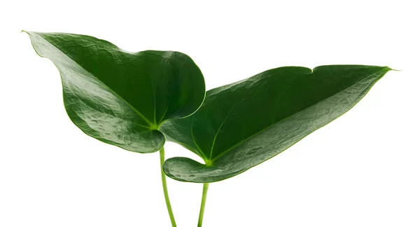 Foglie Anthurium Foglia Verde Isolata Fondo Bianco Con Sentiero Ritaglio — Foto Stock