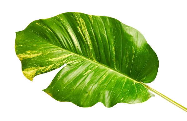 Duivelsklimop Golden Pothos Epipremnum Aureum Hartvormige Bladeren Wijnstok Met Grote — Stockfoto