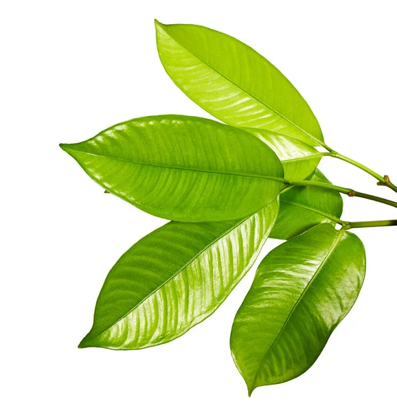 Hojas Mangostán Árbol Siempreverde Tropical Follaje Mangostán Aislado Sobre Fondo — Foto de Stock
