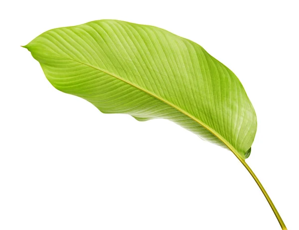 Folhagem Calathea Folha Tropical Exótica Grande Folha Verde Isolada Sobre — Fotografia de Stock
