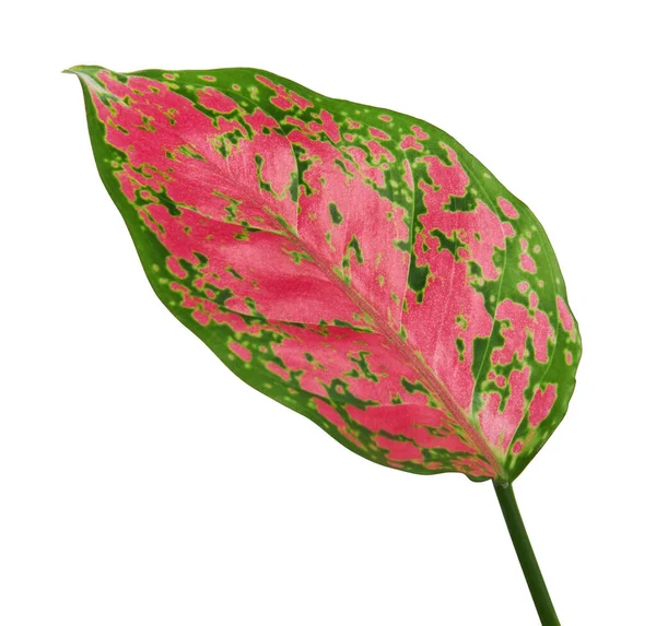 Dedaunan Aglaonema Daun Aglaonema Merah Muda Daun Tropis Eksotis Terisolasi — Stok Foto