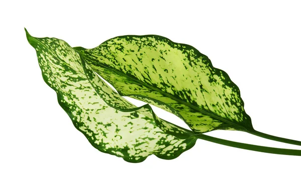 Dedaunan Aglaonema Spring Snow Chinese Evergreen Daun Tropis Eksotis Terisolasi — Stok Foto