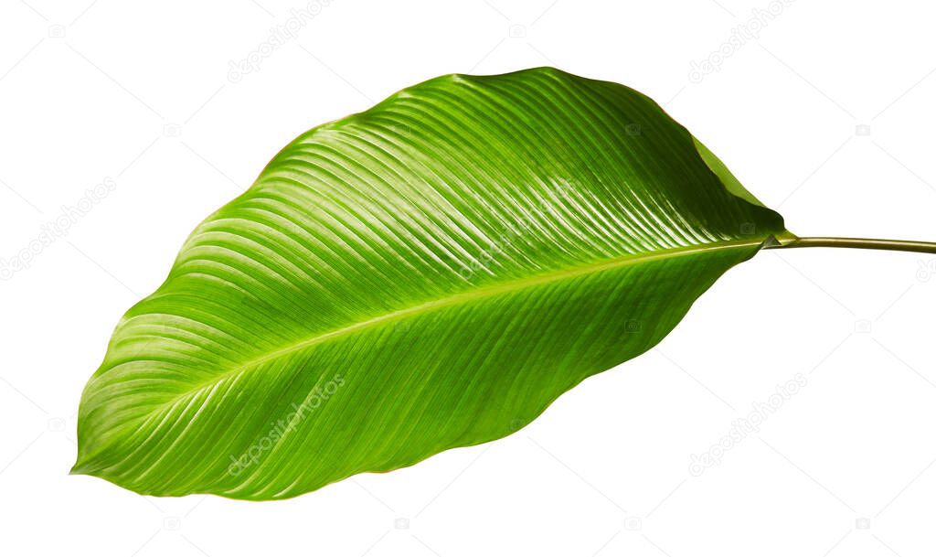 Calathea foliage, Exotic tropical leaf, Large green leaf, isolated on white background with clipping path