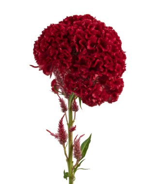 Celosia cristata çiçeği, kırmızı horoz tarağı çiçeği beyaz arka planda izole edilmiş, kırpma yolu ile
