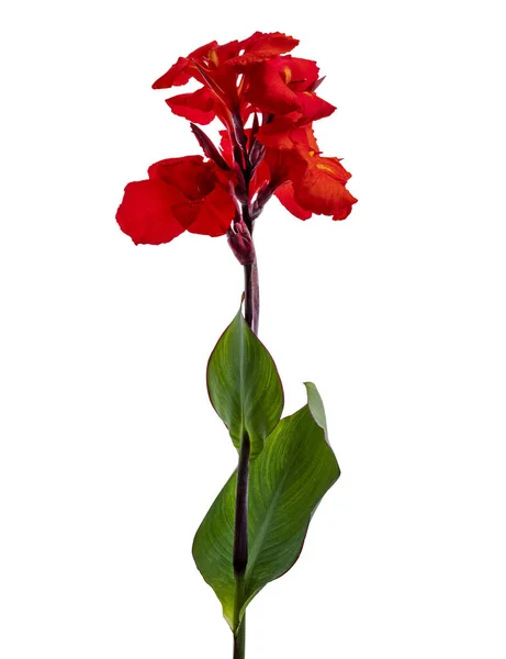 Flor Canna Lirio Canna Rojo Con Hoja Flores Tropicales Aisladas — Foto de Stock