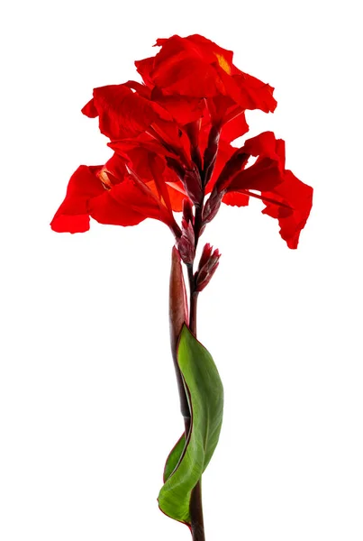 Flor Canna Lirio Canna Rojo Con Hoja Flores Tropicales Aisladas —  Fotos de Stock