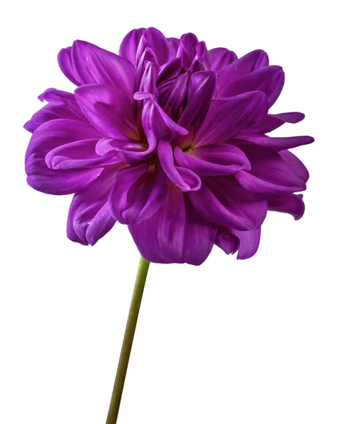 Fiore Dahlia Fiore Dalia Viola Isolato Sfondo Bianco Con Percorso — Foto Stock