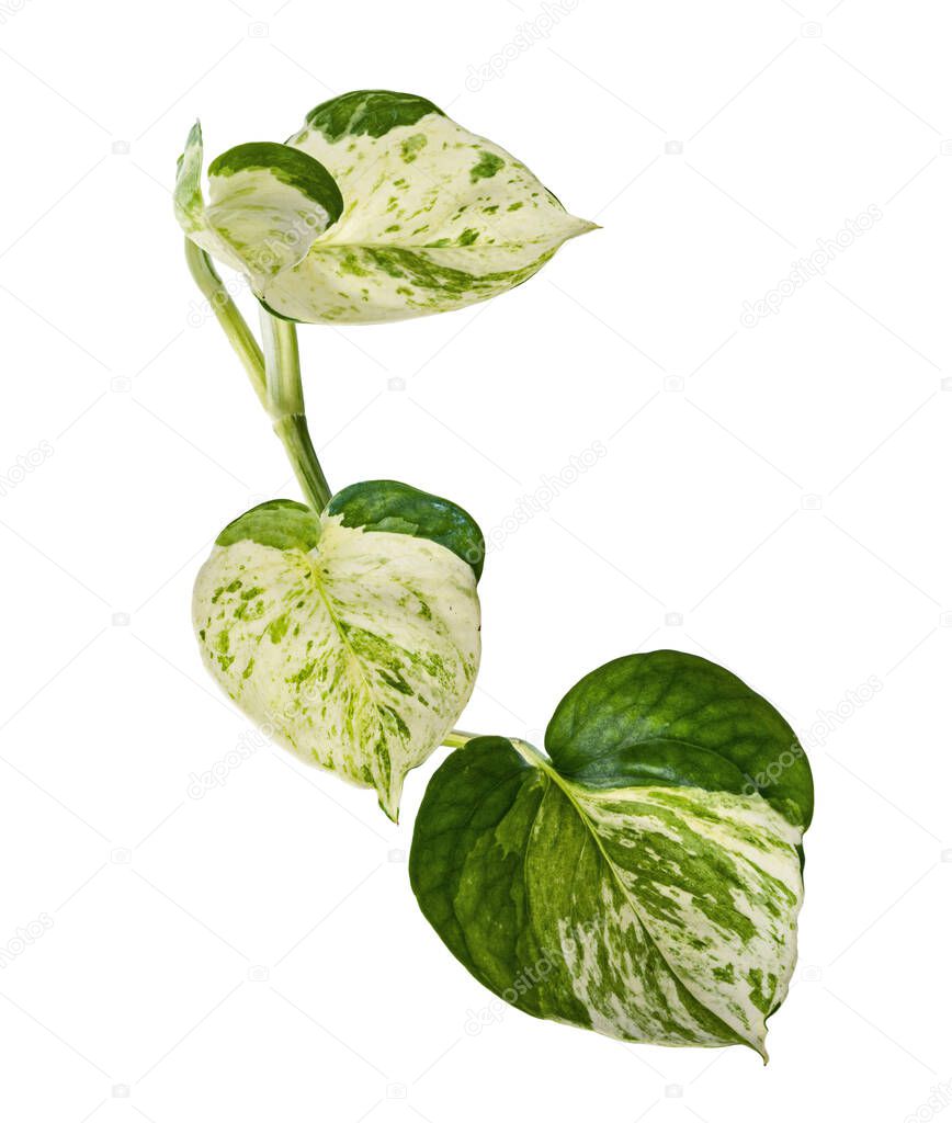Manjula pothos plant, Epipremnum aureum leaves, Heart shaped leaves isolated on white background, with clipping path