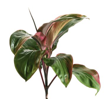 Değişik kordikal frutikosa, Ti bitkisi yaprakları, renkli yapraklar, egzotik tropikal yaprak, kırpma yolu olan beyaz arka planda izole edilmiş.