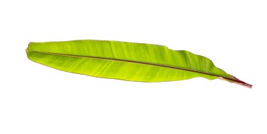 Muz yaprağı, geniş muz yaprağı kesme yolu ile beyaz arkaplanda izole edilmiş.
