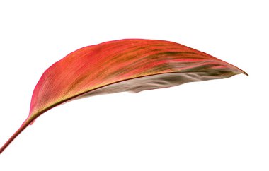 Değişik kordikal frutikosa, Ti bitkisi yaprakları, renkli yapraklar, egzotik tropikal yaprak, kırpma yolu olan beyaz arka planda izole edilmiş.