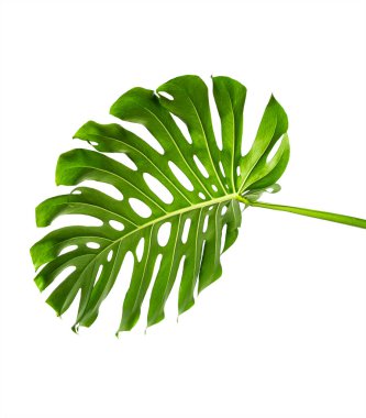 Monstera deliciosa yaprağı veya İsviçre peynir bitkisi, beyaz arka planda izole edilmiş, kırpma yolu ile