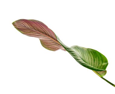 Calathea ornata (ince çizgili Calathea) yaprakları, tropikal yapraklar beyaz arka planda izole edilmiş, kırpma yolu ile