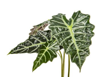 Alocasia sanderiana yaprakları, Kris bitkisi, egzotik tropikal yaprak, kırpma yolu ile beyaz arka planda izole