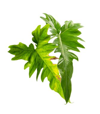 Egzotik Philodendron yaprağı, Philodendron 'un yeşil yaprakları beyaz arka planda izole edilmiş, kırpma yolu ile