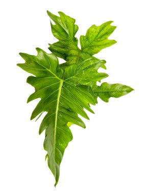 Egzotik Philodendron yaprağı, Philodendron 'un yeşil yaprakları beyaz arka planda izole edilmiş, kırpma yolu ile