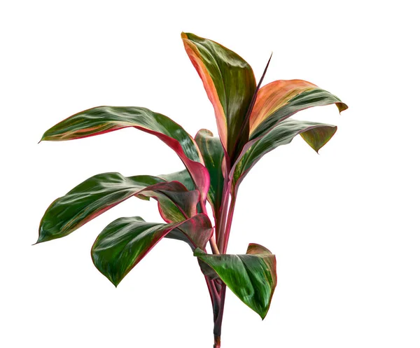 Afwisselende Cordyline Fruticosa Plantenbladeren Kleurrijk Gebladerte Exotisch Tropisch Blad Geïsoleerd — Stockfoto