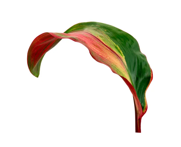 Bunte Cordyline Fruticosa Pflanzenblätter Buntes Laub Exotisches Tropisches Blatt Isoliert — Stockfoto