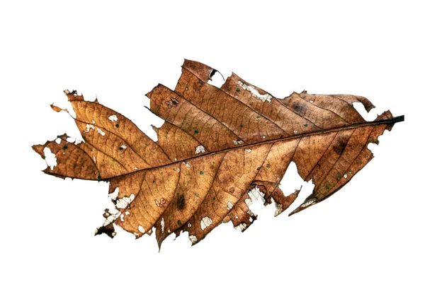 Herbst Getrocknetes Blatt Sear Braunes Laub Makro Ansicht Auf Textur — Stockfoto