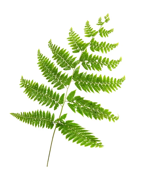 Eğreltiotu Yaprağı Süs Yaprakları Beyaz Arka Planda Yalıtılmış Eğreltiotu Kırpma — Stok fotoğraf