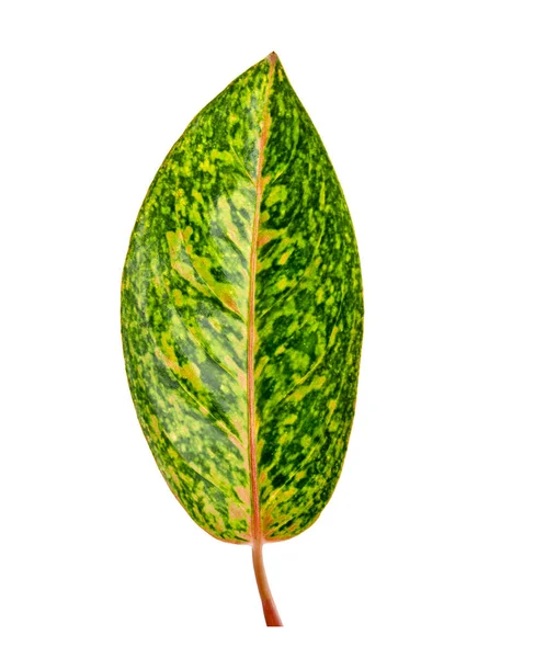 Аглаонема Листва Зеленые Листья Ярко Розовыми Венами Экзотические Тропические Листья — стоковое фото