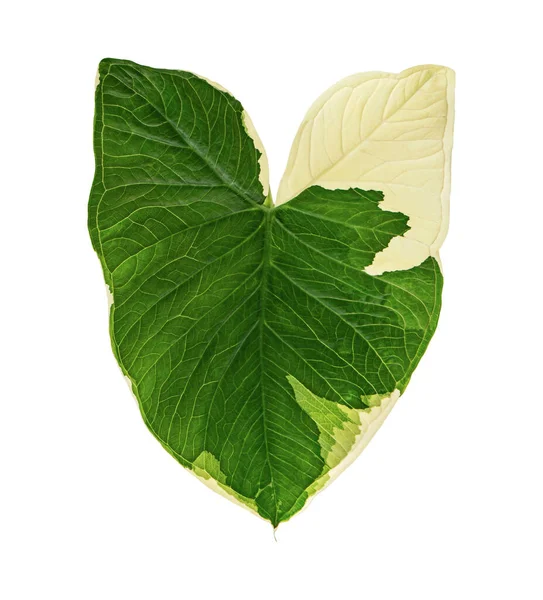 Caladium Bicolor Leaves Caladium Foliage Isolated White Background Clipping Path — Stock Photo, Image