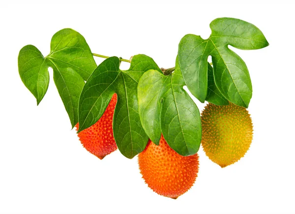 Gac Momordica Cochinensis Φύλλα Φρούτα Gac Baby Jackfruit Που Απομονώνονται — Φωτογραφία Αρχείου