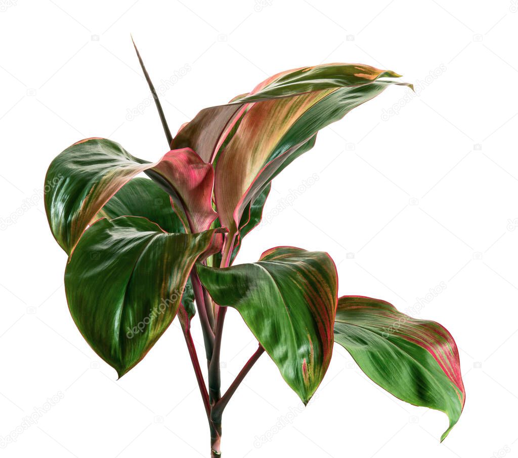 Variegated cordyline fruticosa, Ti plant leaves, Colorful foliage, Exotic tropical leaf, isolated on white background with clipping path