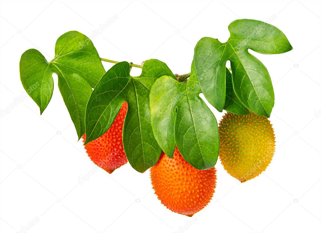 Gac (Momordica cochinchinensis) with leaves, Gac fruit or baby jackfruit isolated on white background with clipping path