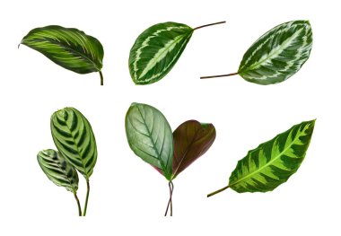 Calathea yaprakları seti, beyaz arkaplanda izole edilmiş egzotik yapraklar, kırpma yolu ile