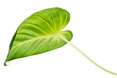 Homalomena yeşili, beyaz arka planda izole edilmiş yeşil yaprak, kırpma yolu ile