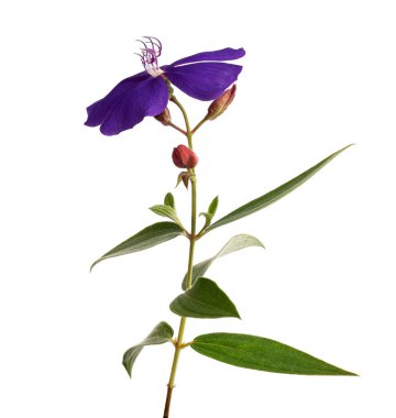 Yapraklı Malabar melastome çiçekleri, beyaz arka planda izole edilmiş tropikal mor çiçek, kırpma yolu ile