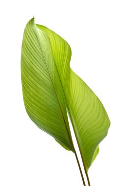 Calathea yeşilliği, egzotik tropikal yaprak, kırpma yolu ile beyaz arka planda izole