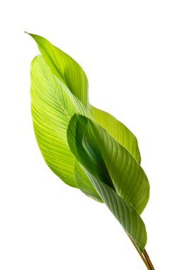 Calathea yeşilliği, egzotik tropikal yaprak, kırpma yolu ile beyaz arka planda izole