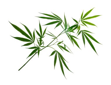 Kenevir yaprağı, marihuana yaprakları kırpma yolu ile beyaz zemin üzerinde izole 