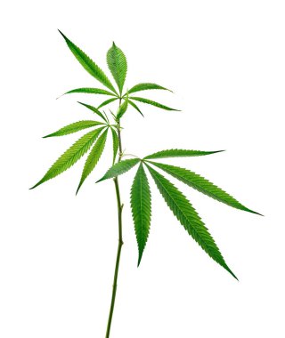 Kenevir yaprağı, marihuana yaprakları kırpma yolu ile beyaz zemin üzerinde izole 