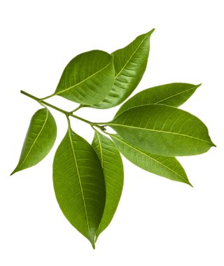 Yeşil yapraklar, ince dal üzerinde küçük yeşil yapraklar kesme yolu ile beyaz arka planda izole