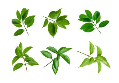 Yeşil yapraklar, ince dal üzerinde küçük yeşil yapraklar kesme yolu ile beyaz arka planda izole